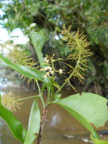 Panopsis rubescens