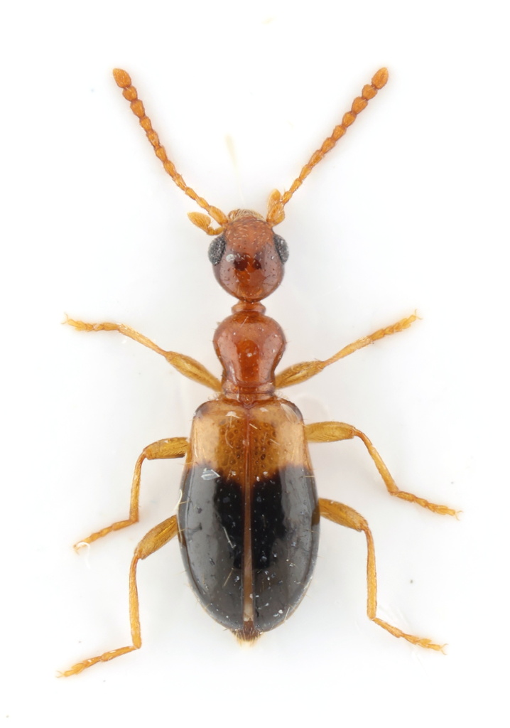 Acanthinus russoi