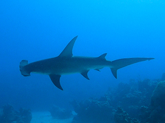 Great Hammerhead photo 5