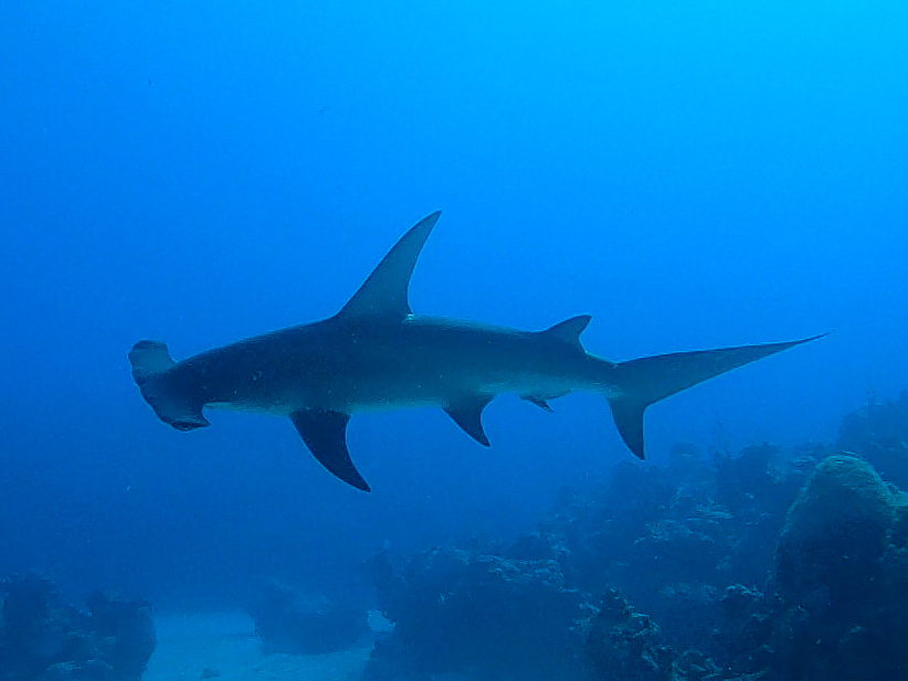 Great hammerhead swimming over reef in blue water