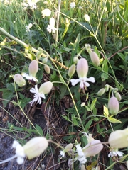 Silene vulgaris