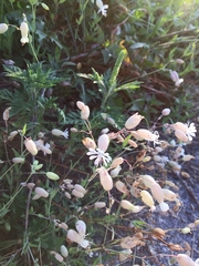 Silene vulgaris