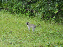 Chlorocebus tantalus
