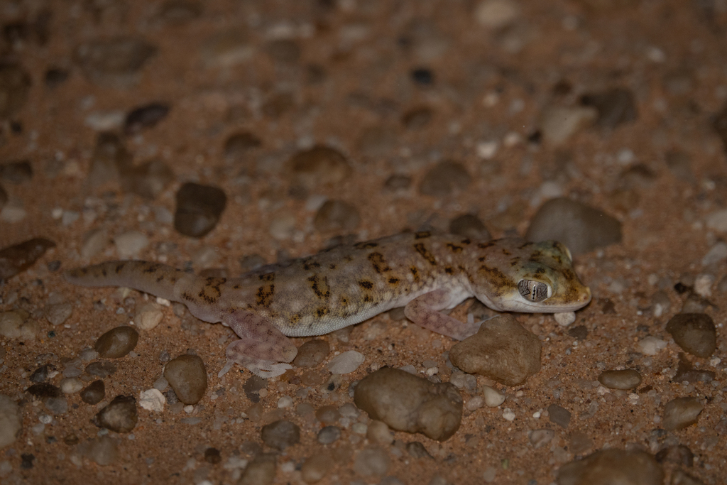 Elegant Gecko