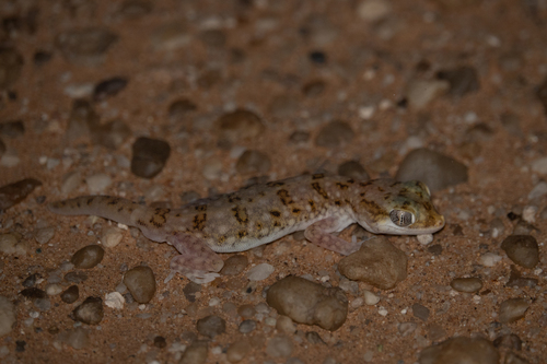 Elegant Gecko