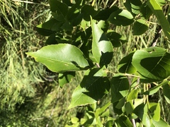 Fraxinus pennsylvanica