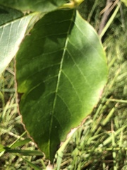Fraxinus pennsylvanica
