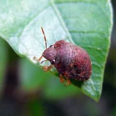 Stethaulax marmorata