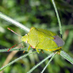 Thyanta pallidovirens