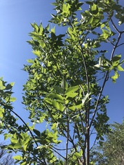 Fraxinus pennsylvanica