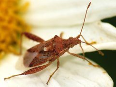 Harmostes angustatus