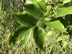Fraxinus pennsylvanica
