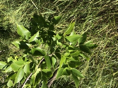 Fraxinus pennsylvanica