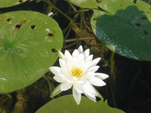 Nymphaea odorata