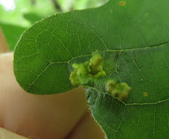 Aceria querci