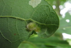 Aceria querci