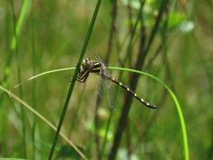 Cordulegaster bilineata