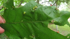 Aceria querci