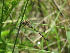 Cordulegaster bilineata