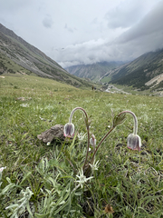 Pulsatilla campanella
