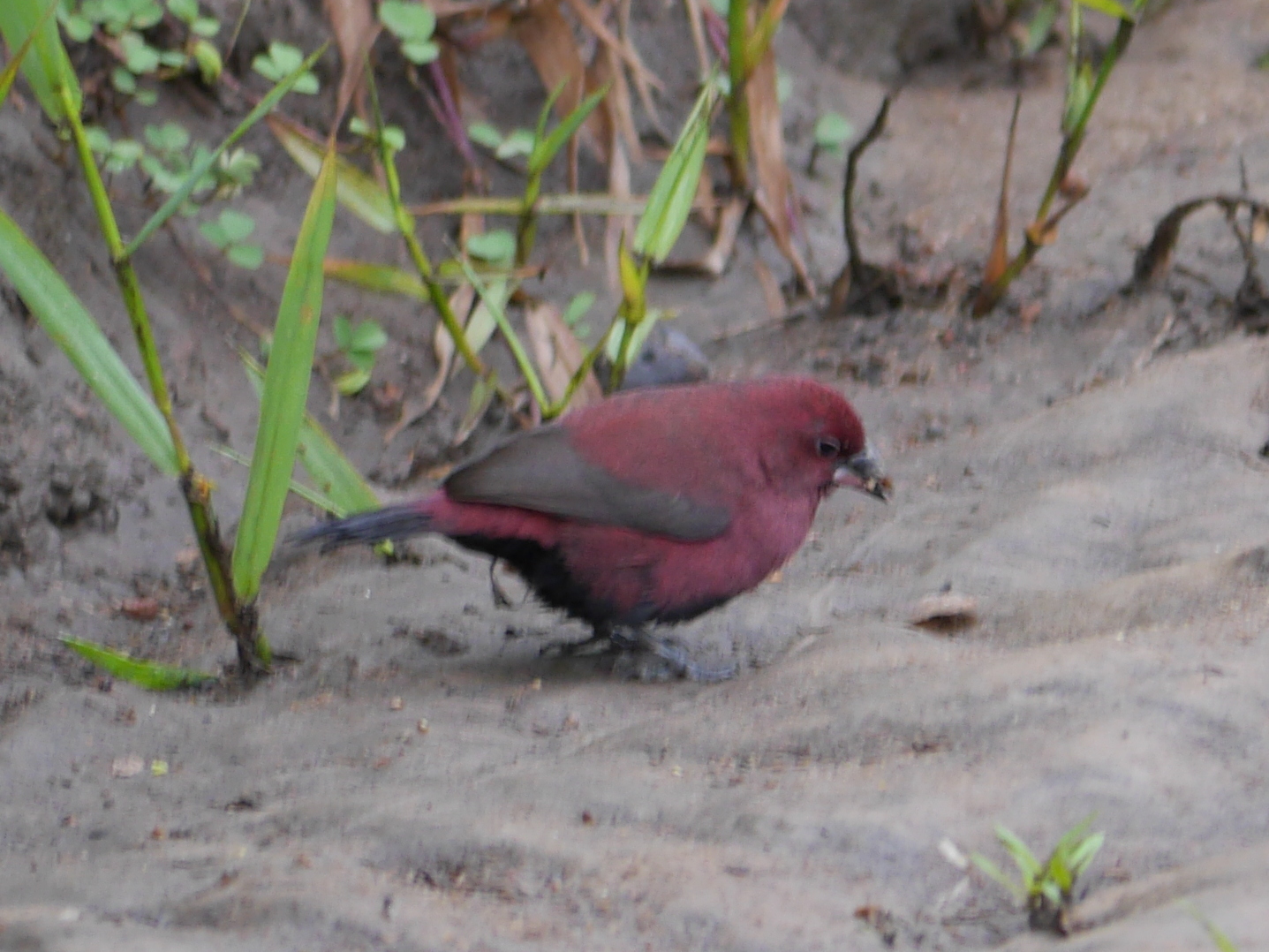 Black-bellied Firefinch (Lagonosticta rara), photo 1