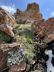 Oxytropis chionobia