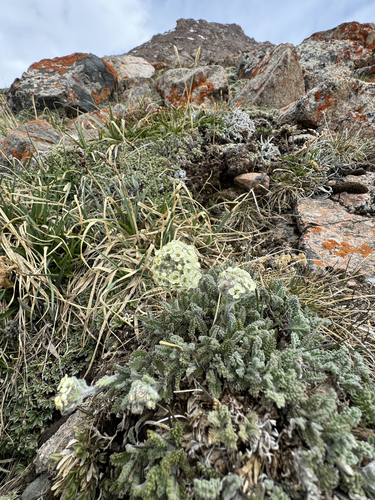 Smelowskia calycina, photograph 1