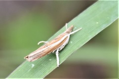 Fissicrambus profanellus