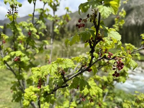 Ribes meyeri, photograph 2