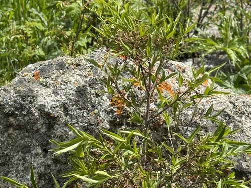 Euonymus semenovii