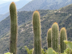Leucostele chiloensis, photograph Cody Hinchliff, CC BY, iNaturalist via GBIF