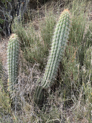 Leucostele chiloensis, photograph Cody Hinchliff, CC BY, iNaturalist via GBIF