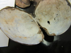 Atlanticoncha ochracea