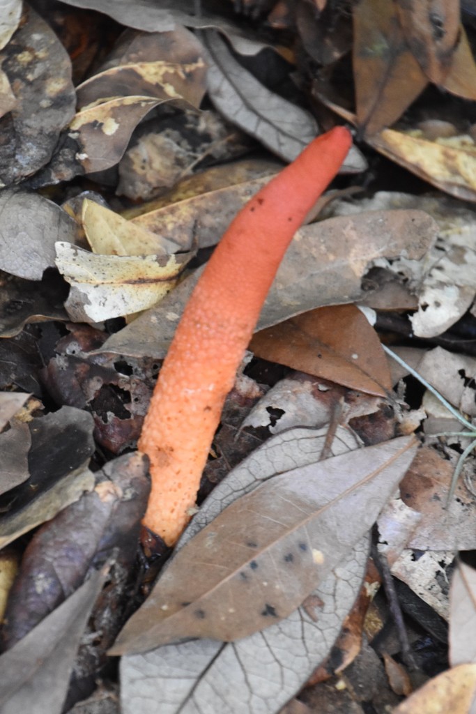 devil's dipstick from Lake Wales Ridge Wildlife and Environmental Area