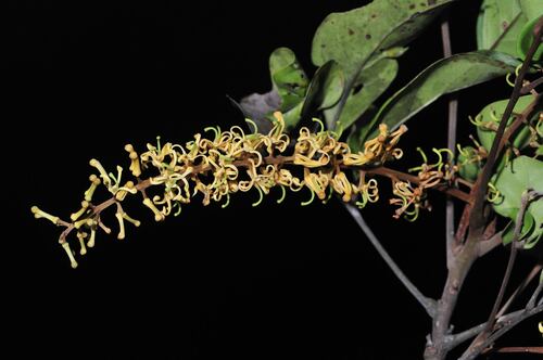 Euplassa pinnata
