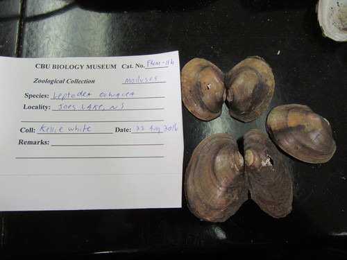 Atlanticoncha ochracea
