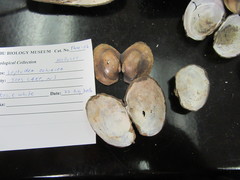 Atlanticoncha ochracea