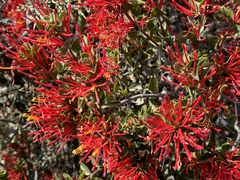 Chilean Mistletoe (Tristerix verticillatus)