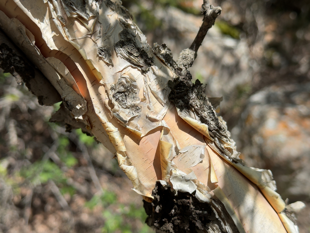 Betula tianschanica; photograph (c) Cody Hinchliff, some rights reserved (CC BY)