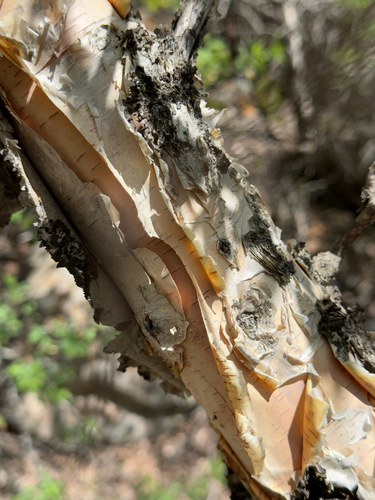 Betula tianschanica, photograph 3