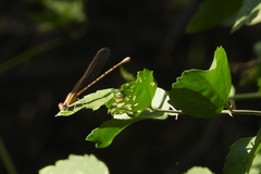 Argia immunda