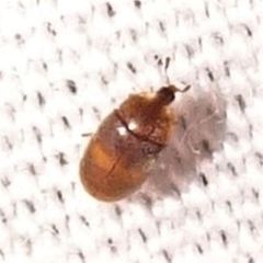 Corylophidae