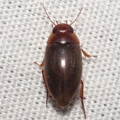 Copelatus chevrolati