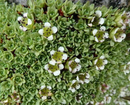 Saxifraga subsessiliflora