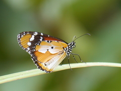 Danaus chrysippus alcippus