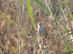 Thamnophilus ruficapillus