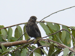 Melaenornis edolioides