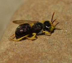 Calliopsis andreniformis