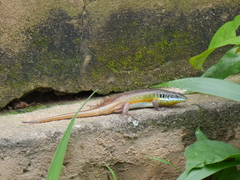 Trachylepis quinquetaeniata