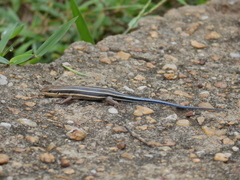 Trachylepis quinquetaeniata